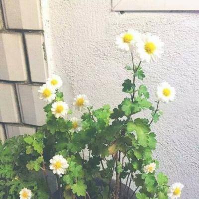二战风云破解版下载